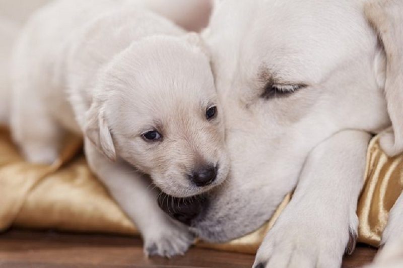 Can puppies leave mother at six weeks