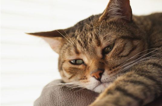 How-long-can-a-cat-go-without-eating-2