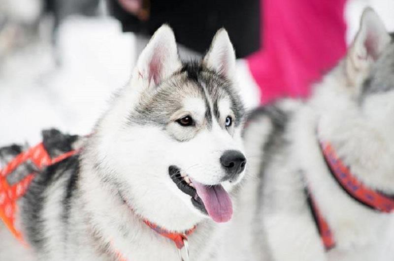 When-do-Huskies-stop-growing-4