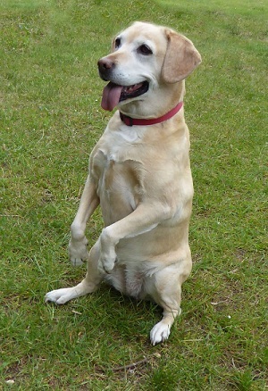Do_Male_Dogs_Have_Nipples do male dogs have nipples