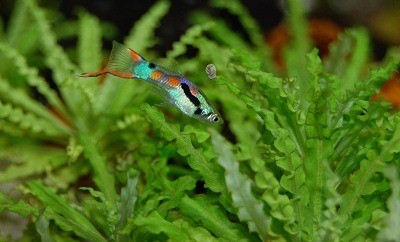 How_To_Soften_Aquarium_Water_1 How To Soften Aquarium Water