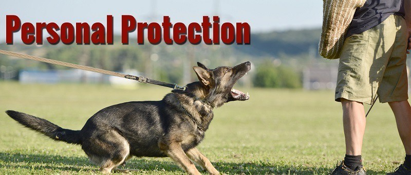 Protection_Dog_Training_3 Protection Dog Training
