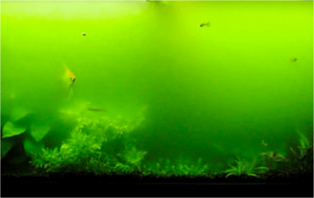 do_goldfish_eat_algae_3 do goldfish eat algae