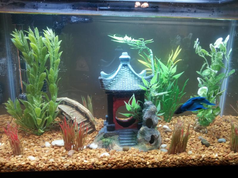 best betta tank size