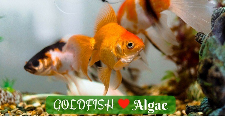 do goldfish eat algae