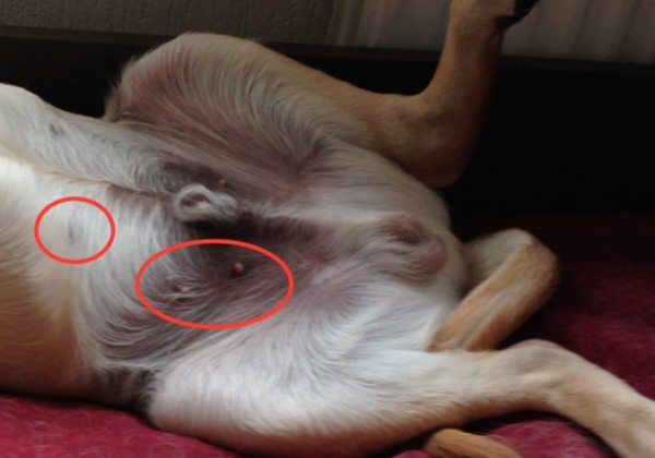 why do male dogs not have nipples