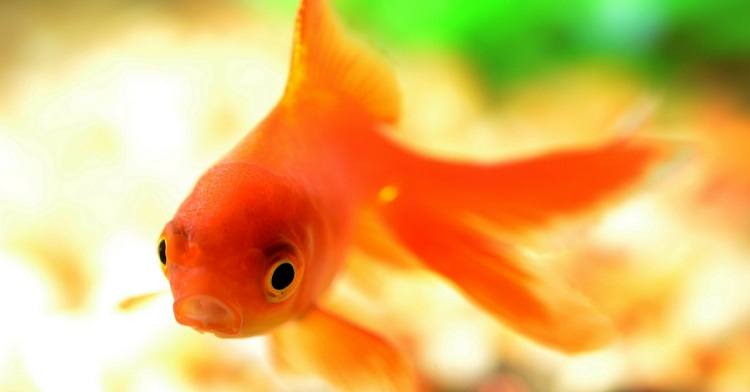 Do Goldfish Have Stomachs