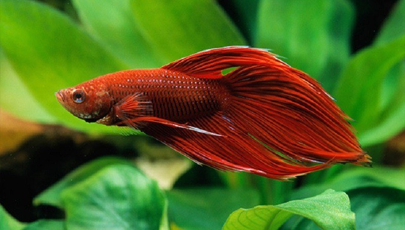 how-long-do-betta-fish-live-everything-you-need-to-know