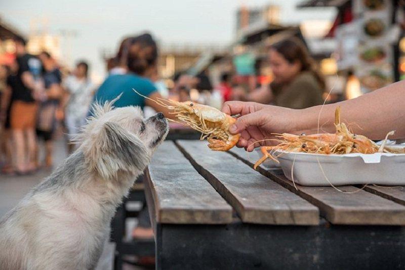 Can-dogs-eat-shrimp-2