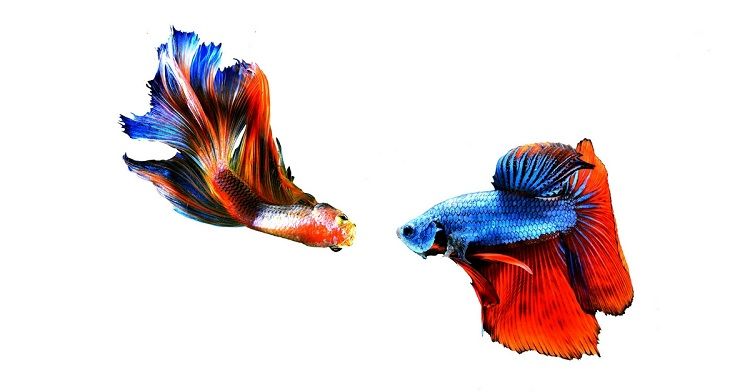 Types Of Betta Fish