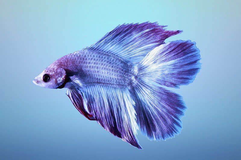 Double Tail Betta