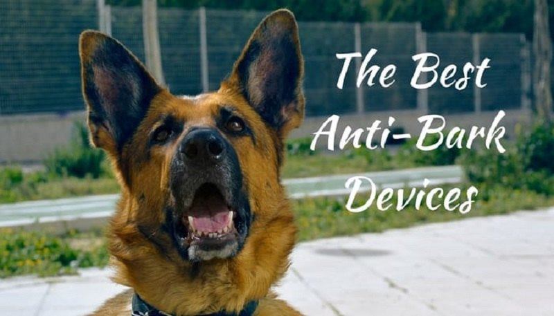 best-anti-bark-device-7