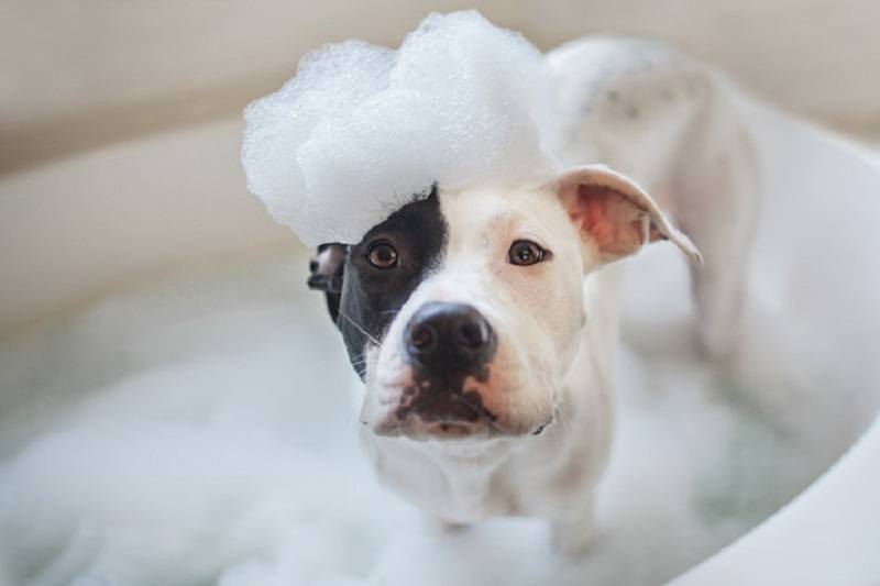 best-shampoo-for-pitbulls-and-bulldogs-3