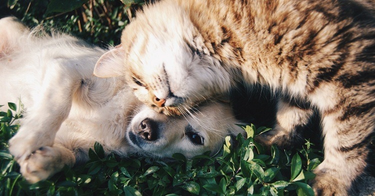 Cats-and-Dogs-Can-Get-Along-3