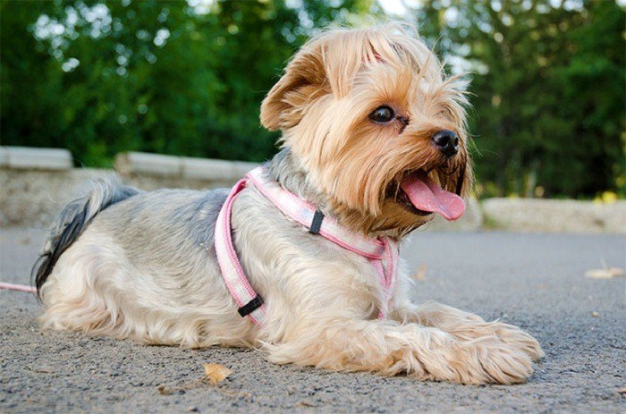 Best Dog Food For Yorkies