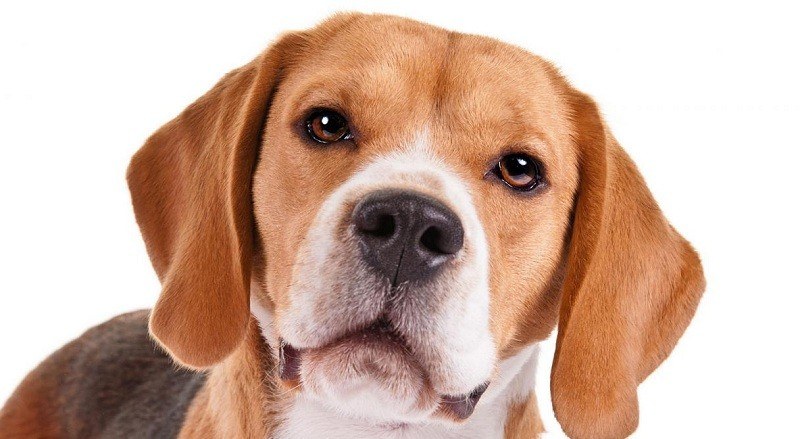 Best Dog Food For Beagles