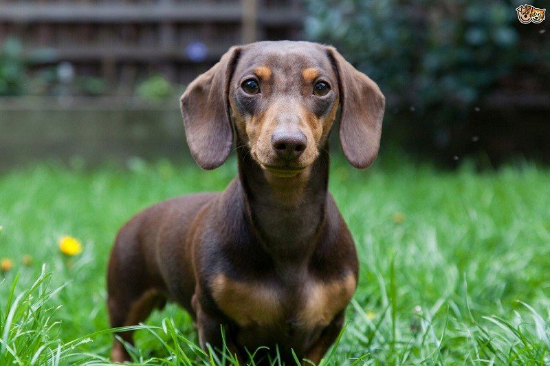 Best Dog Food For Dachshunds