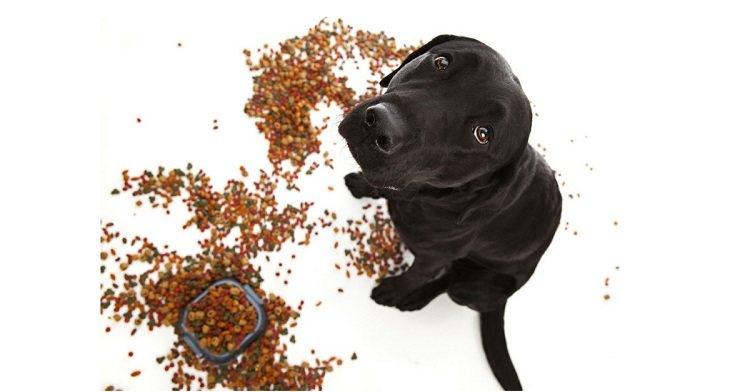 Best Dog Food For Lab Puppies