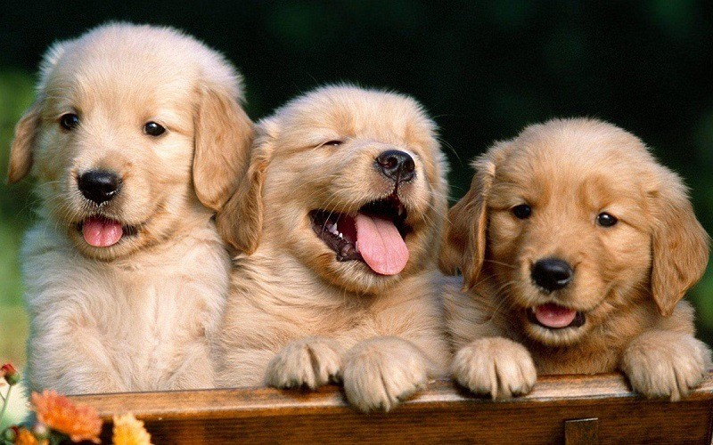 best-dog-food-for-lab-puppies-7
