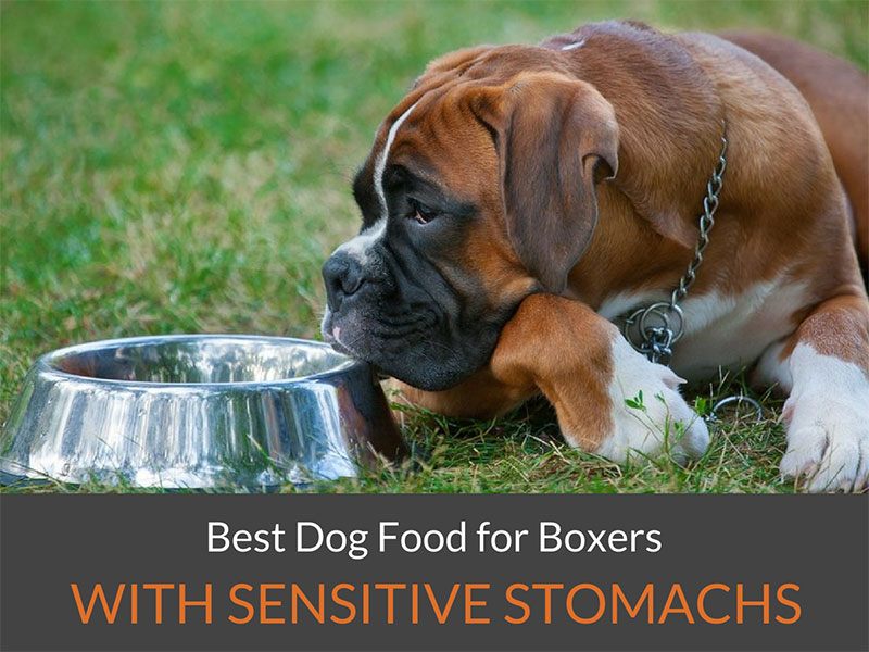 best dog food for boxers with sensitive stomachs