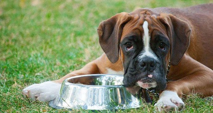 choosing the best dog food for Boxers with sensitive stomachs