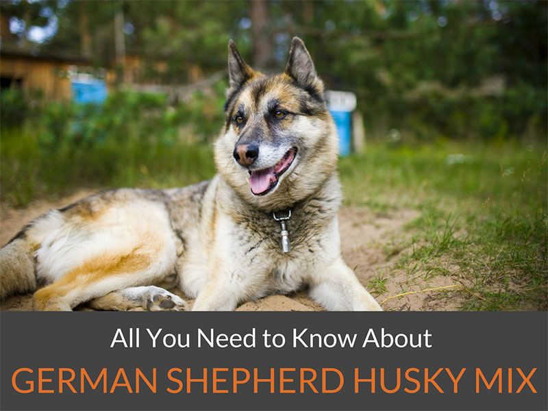 german shepherd husky mix