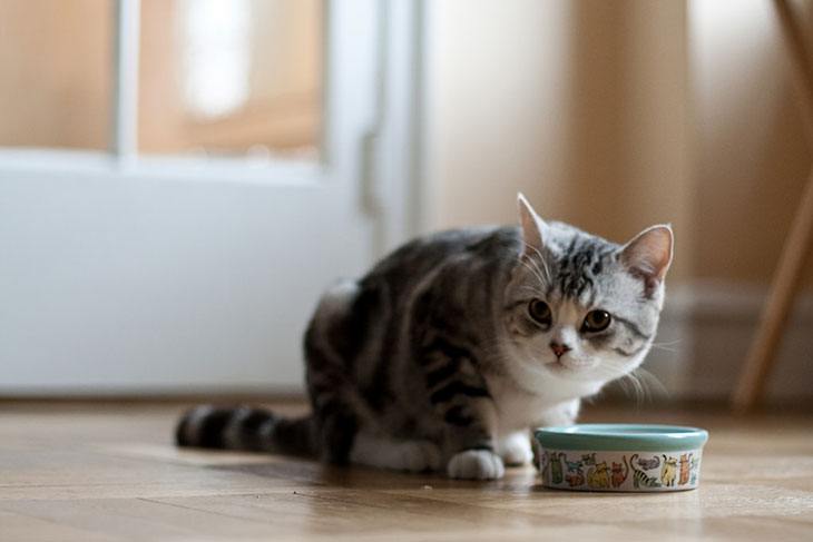 cat food with high fiber content