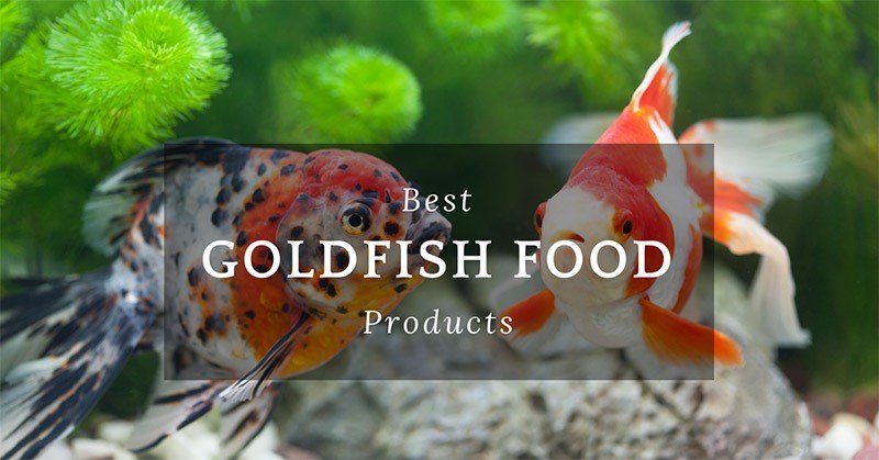 Best Goldfish Food