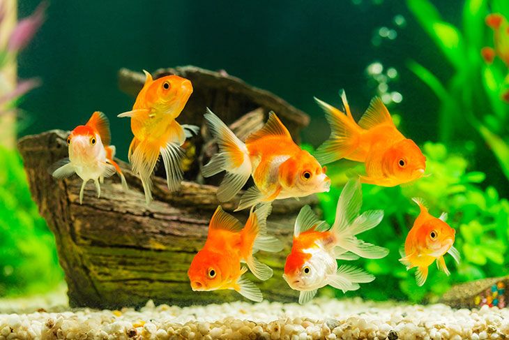 best food for aquarium goldfish