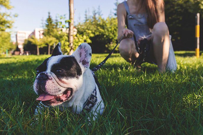 retractable dog leashes for large dog