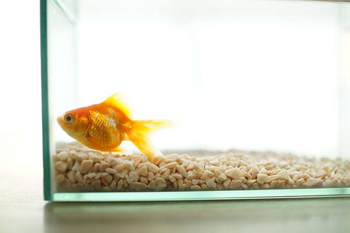 best food for goldfish and koi