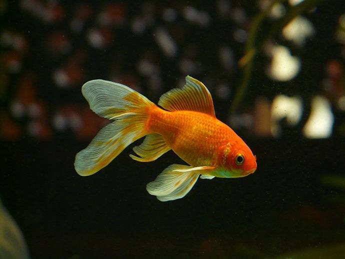 best goldfish growth food