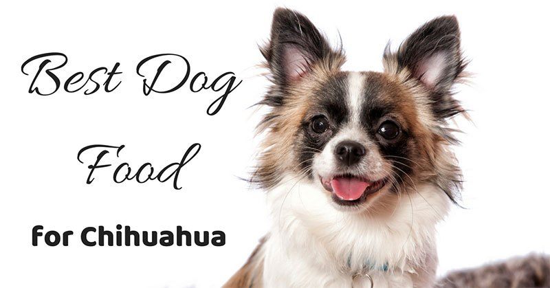 Best Dog Food for Chihuahuas