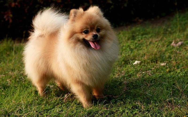 best food for pomeranian with allergies