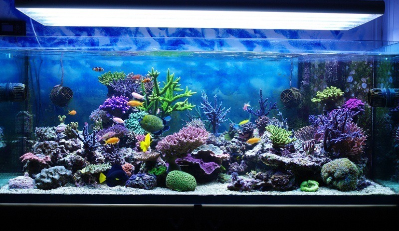 How To Soften Aquarium Water