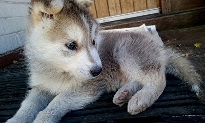 Cute Siberian Husky Full Grown