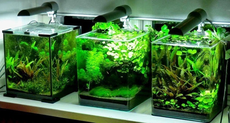 best betta tank accessories