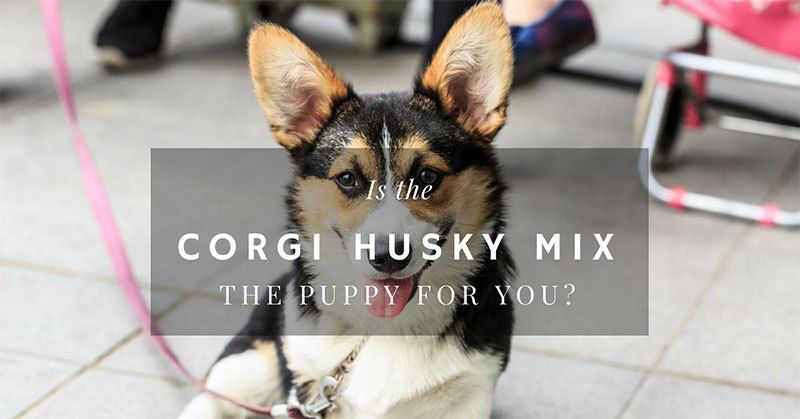 corgi husky mix
