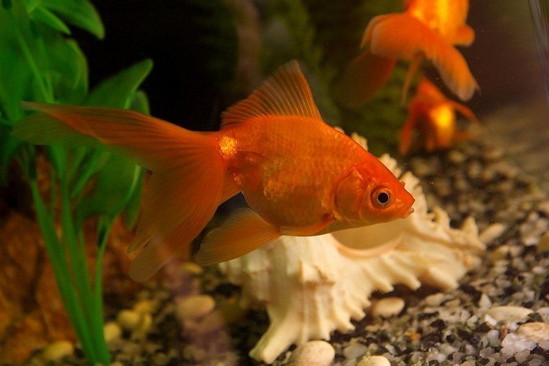 do goldfish eat algae