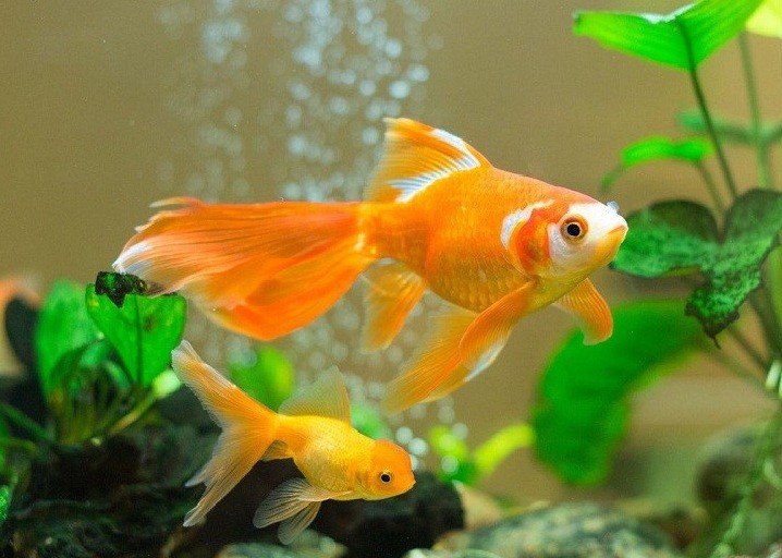 do goldfish eat algae