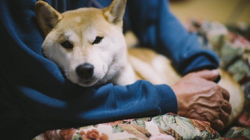 ways to euthanize your dog at home