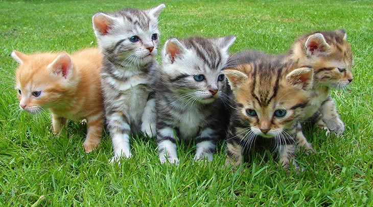 best kitten food reviews