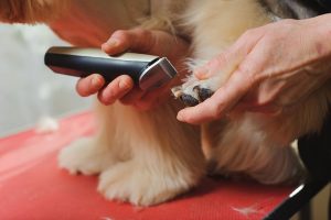 Dog Paw Grooming