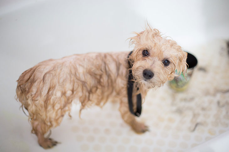 can one use human shampoo on dogs