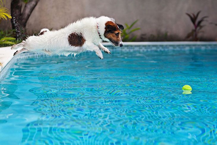 dogs swimming in cold water