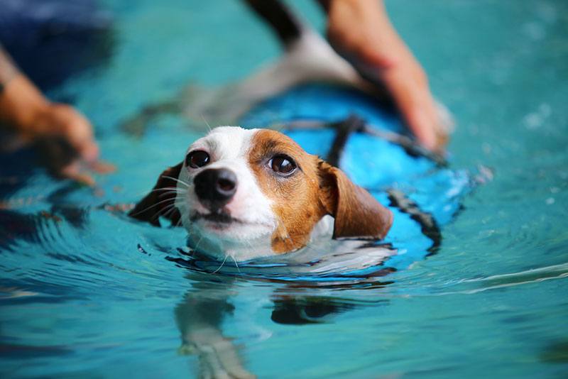 dogs swimming in water