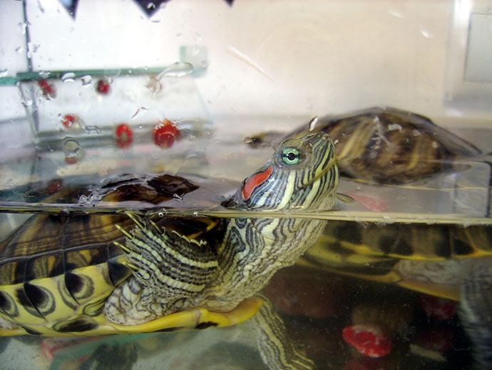 turtle tank reviews