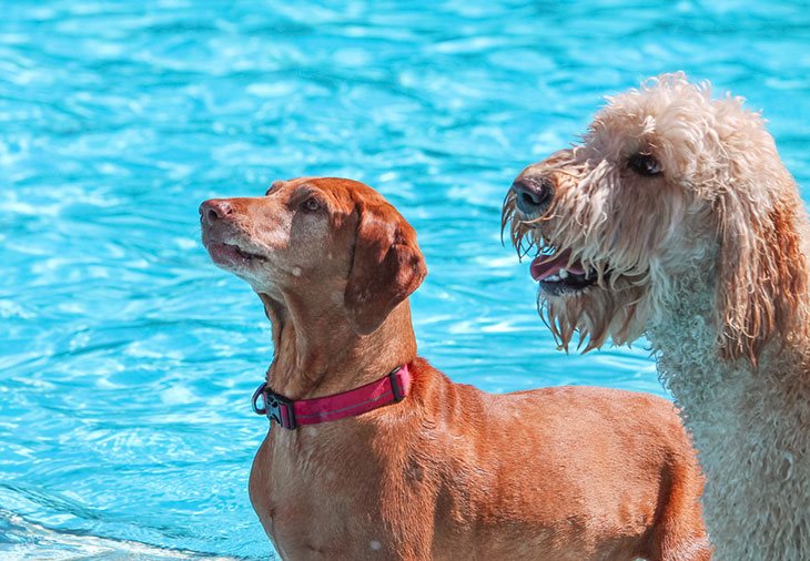 dogs swimming underwater