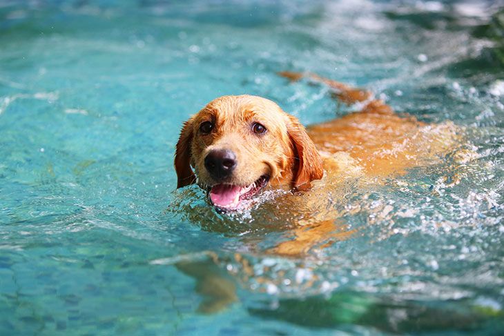 swimming dogs training