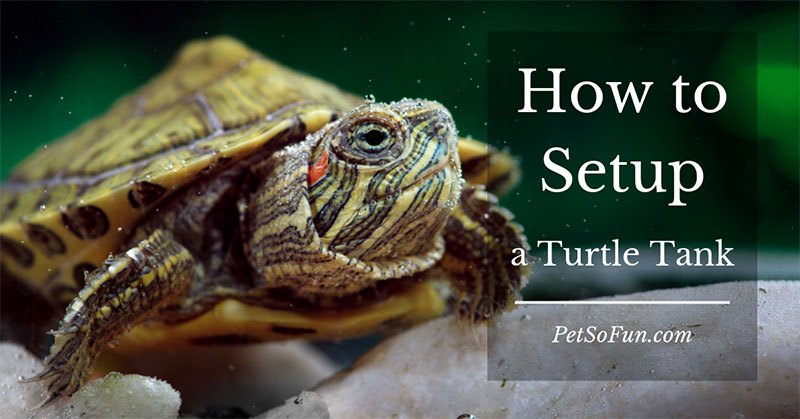 How to Setup an Aquatic Turtle Tank